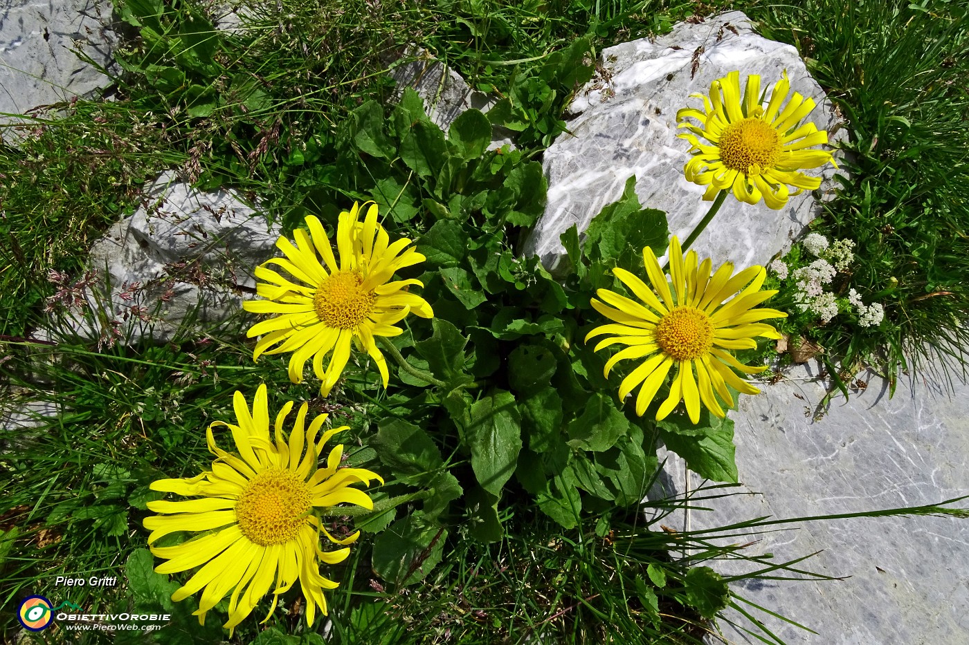 68 Doronico maggiore (Doronicum grandiflorum).JPG -                                